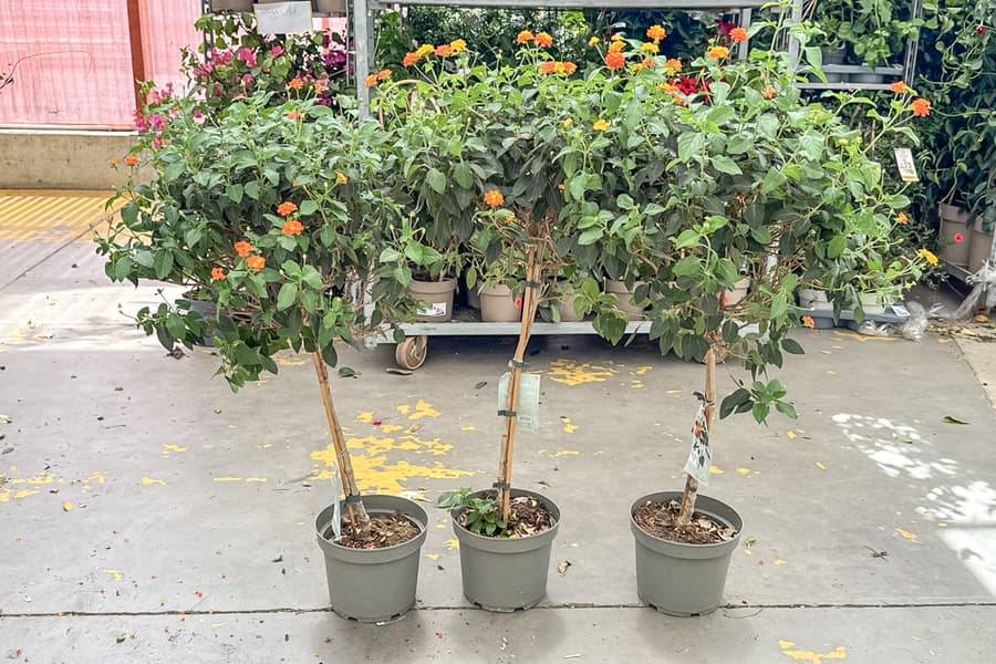 3 Grünpflanzen Lantana